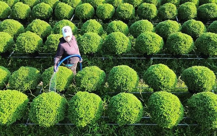 Nhân công thu hoạch hoa cúc mâm xôi Công việc thu hoạch hoa cúc mâm xôi