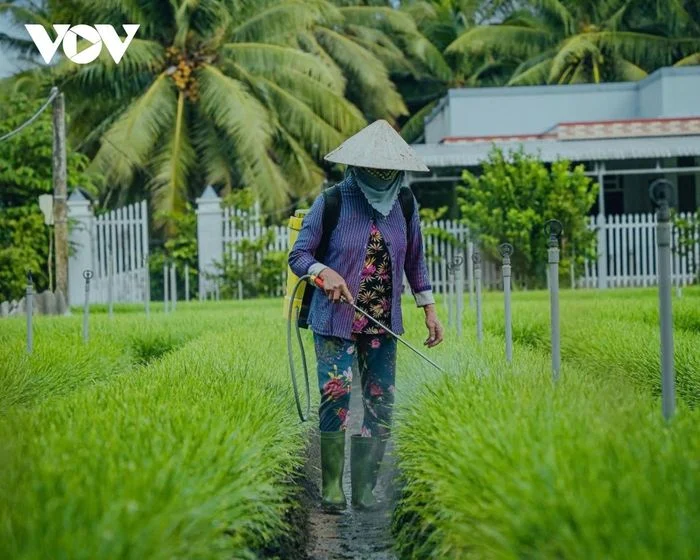 N&ocirc;ng d&acirc;n chăm s&oacute;c hẹ mỗi ng&agrave;y