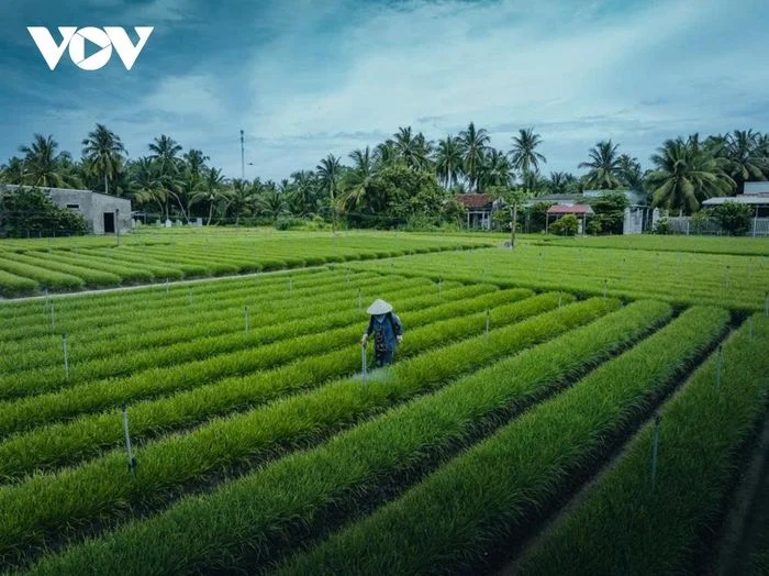 Phương ph&aacute;p xoay v&ograve;ng trong canh t&aacute;c hẹ