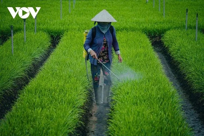 Quy tr&igrave;nh chăm s&oacute;c hẹ đ&ograve;i hỏi sự tỉ mỉ