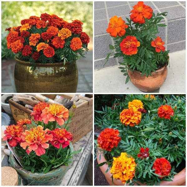 Hạt Giống Hoa Cúc Vạn Thọ F1 – Mẹo Chọn và Gieo Hạt Để Nảy Mầm Lên 100% Không Phải Ai Cũng Biết