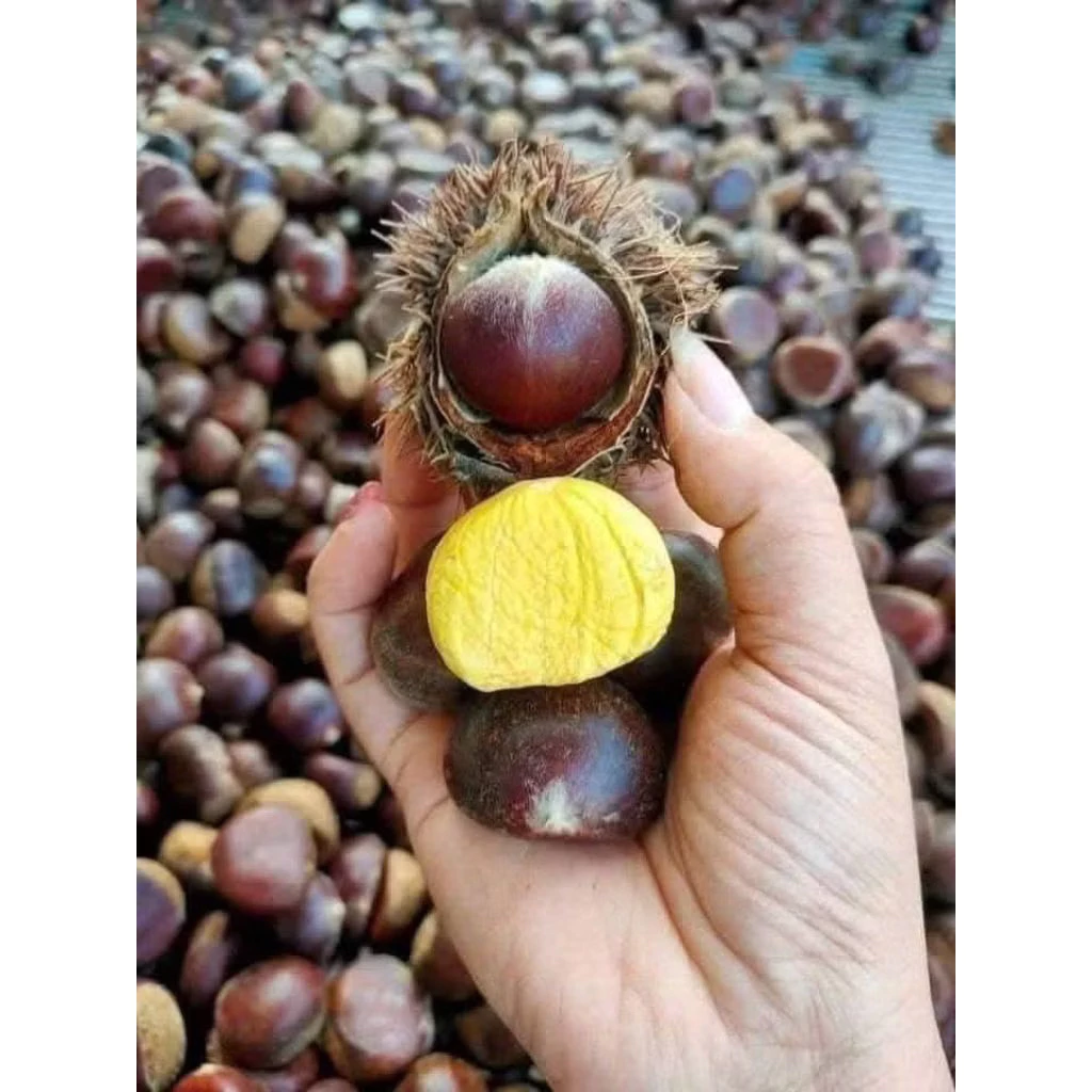 Lỡ Mua Hạt Dẻ Tươi Sapa Về Nhà, Bảo Quản Thế Nào Cho Ngon?