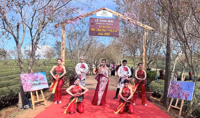 Hoa Mai Anh Đào trên đồi chè Cầu Đất Hoa Mai Anh Đào nở rực trên đồi chè Cầu Đất, Lâm Đồng