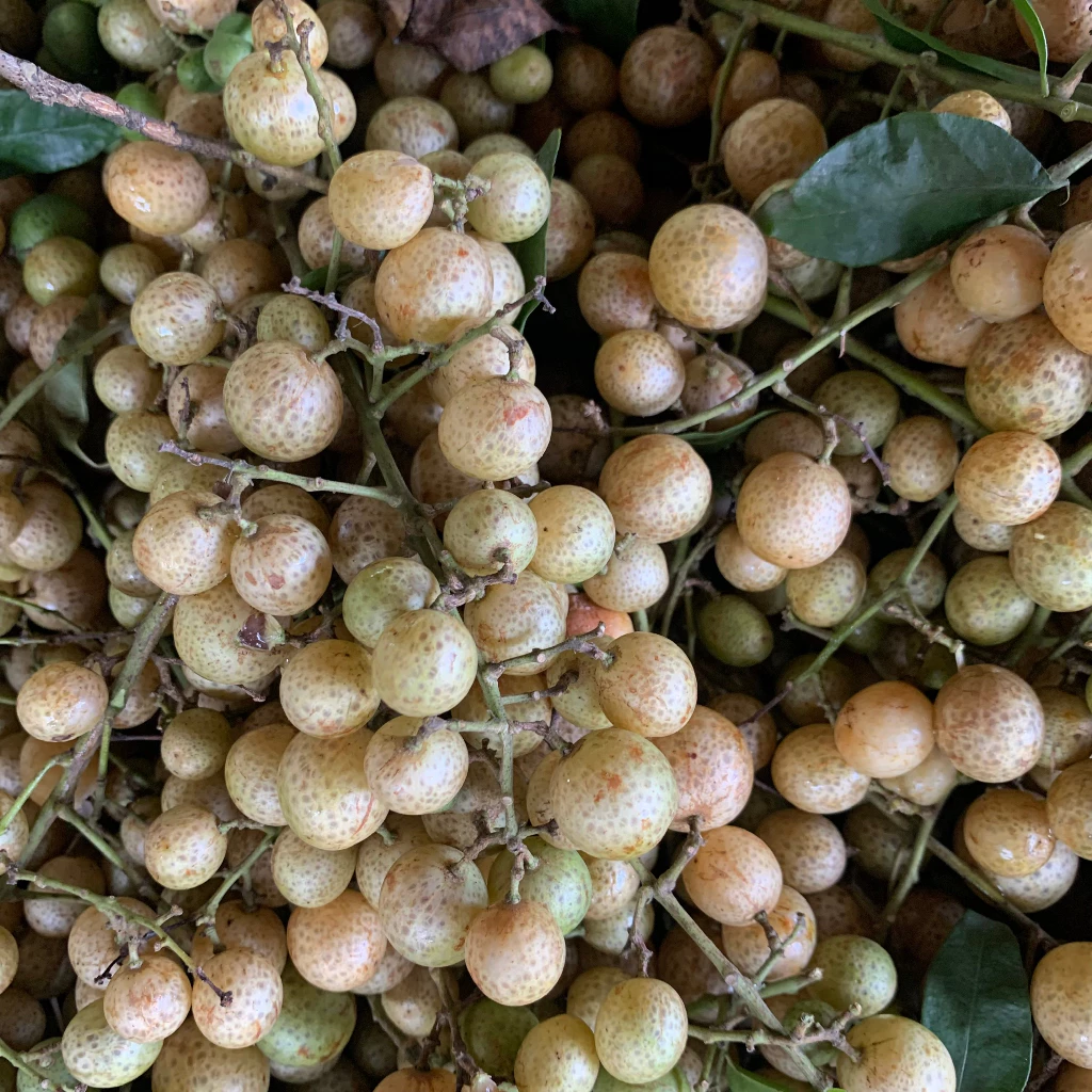 Mắc Mật Hà Giang – Bí Quyết Tuyệt Vời Cho Món Thịt Nướng Và Canh Kho Không Thể Thiếu