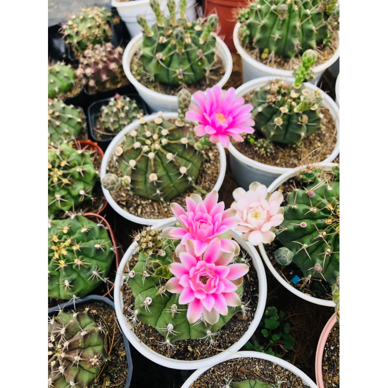 Làm thế nào xương rồng gym quanh năm lại trở thành ‘cứu cánh’ cho khu vườn nhà tôi?