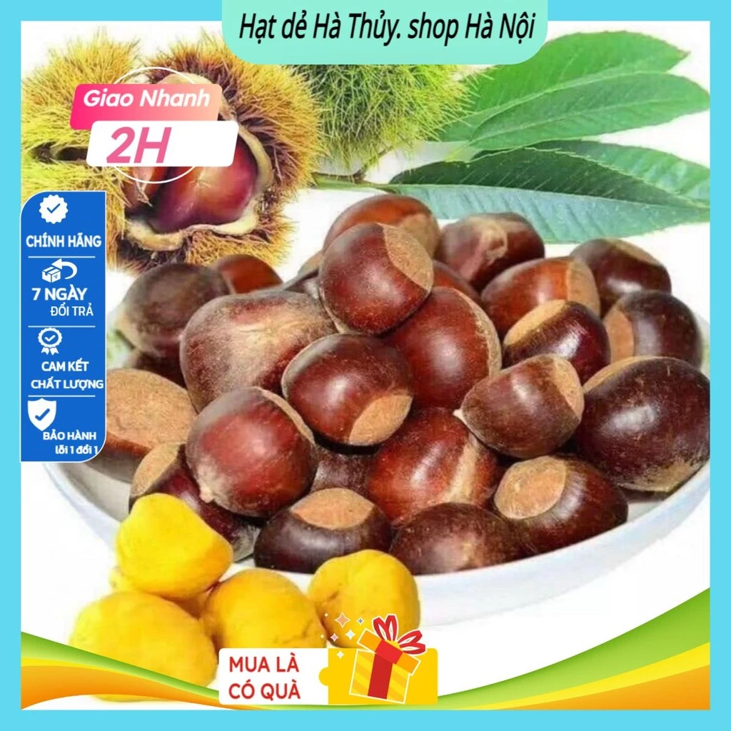 Mua Hạt Dẻ Tươi Về Ngỡ Ngàng: Bí Quyết Chọn Loại To Ngon Không Đắng Chát