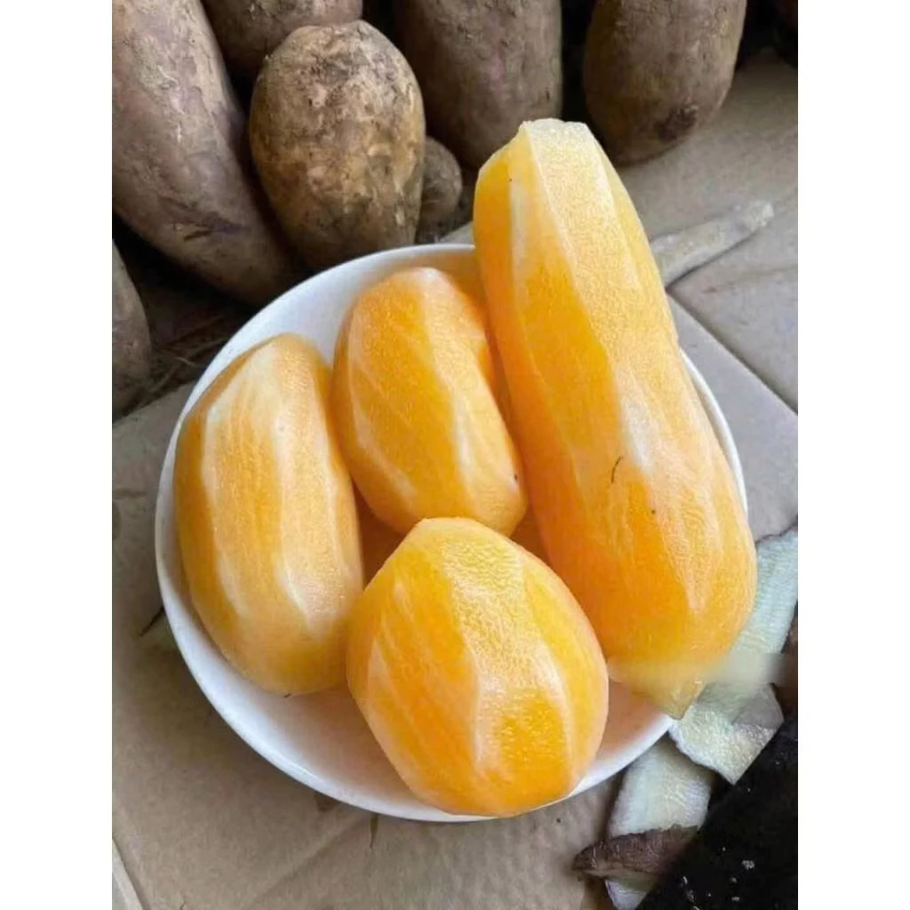 Làm sao để chọn và bảo quản củ khoai sâm Tây Bắc tươi ngon suốt cả năm?