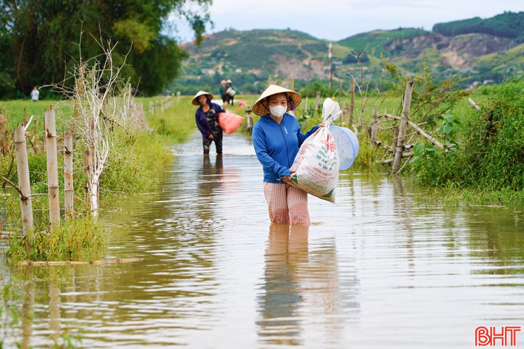 Hà Tĩnh: Nước lũ chia cắt nhiều thôn, người dân trắng đêm ứng phó Nhiều người dân cố gắng thu hoạch số hoa màu chưa bị nước lũ nhấn chìm.