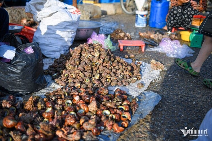 Món ngon không thể bỏ qua ở đảo Lý Sơn – Ốc cừ nướng bơ, xào tỏi ớt Vỏ ốc xù xì như viên đá