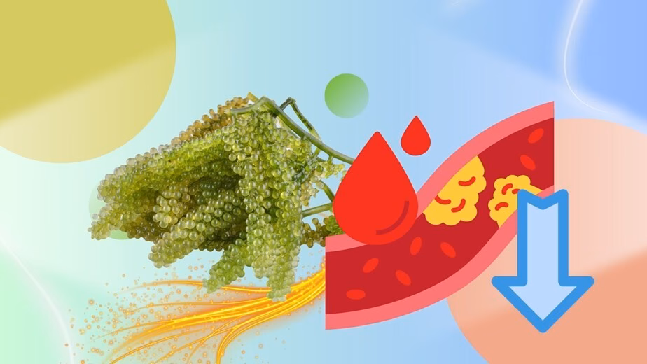 Rong nho xanh – ‘thực phẩm kỳ diệu’ giúp giảm mỡ máu hiệu quả