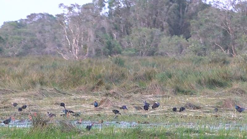 Tây Hoa Lư phát triển du lịch gắn bảo tồn di sản văn hóa – thiên nhiên Thấy la liệt chim chích cồ "đanh đá" ở một khu rừng ngập nước tỉnh Đồng Tháp mới