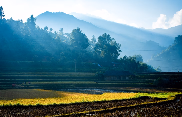 Hạnh Phúc đổi đời nhờ ‘sắc trắng’ lúa xanh Tây Bắc Tác giả bắt được khoảnh khắc ánh sáng len lỏi qua các hàng cây