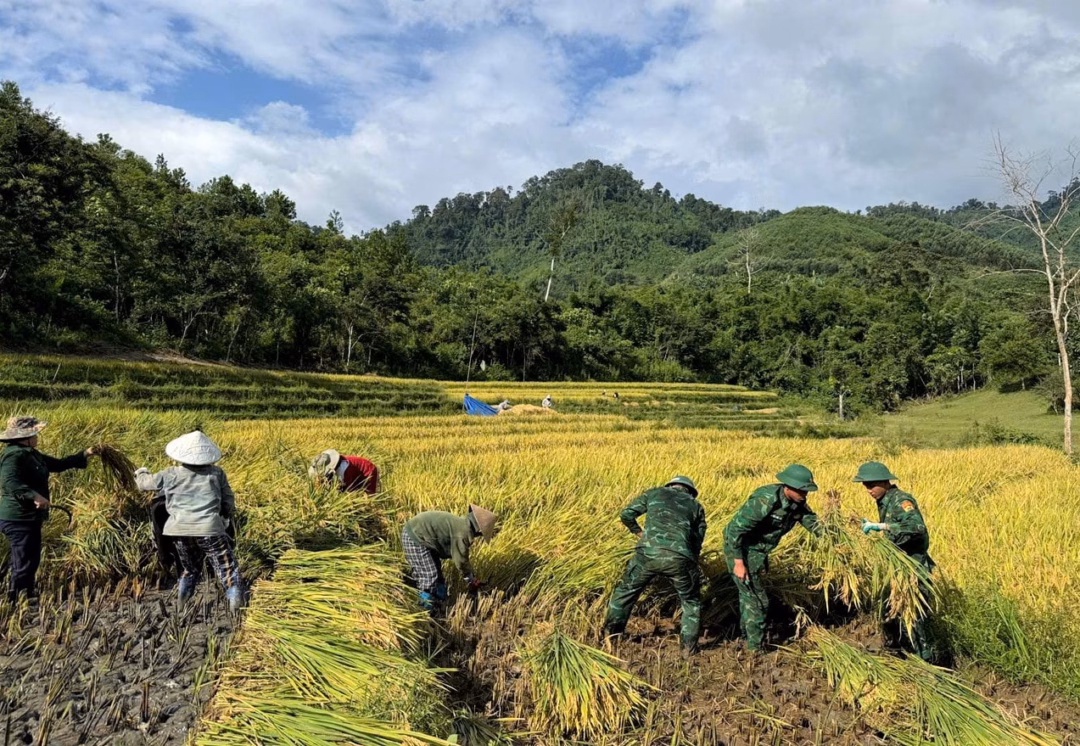 Hội Phụ nữ và Biên phòng cùng giúp dân thu hoạch lúa ở vùng biên giới Bất chấp thời tiết nắng nóng, cán bộ, chiến sĩ biên phòng và phụ nữ xã La Êê vẫn giúp dân thu hoạch lúa theo kế hoạch. Ảnh: Ảnh: THẾ ANH