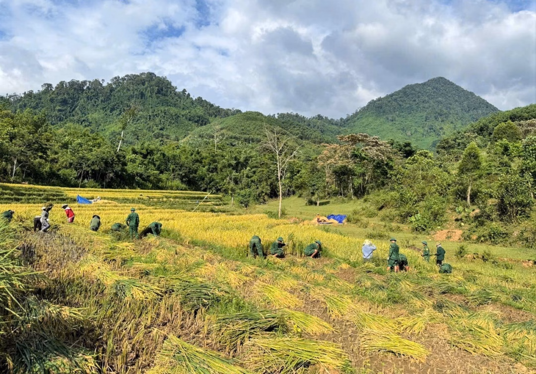 Hội Phụ nữ và Biên phòng cùng giúp dân thu hoạch lúa ở vùng biên giới Quân và dân đồng lòng giúp các hộ khó khăn thu hoạch lúa mùa. Ảnh: THẾ HÀ