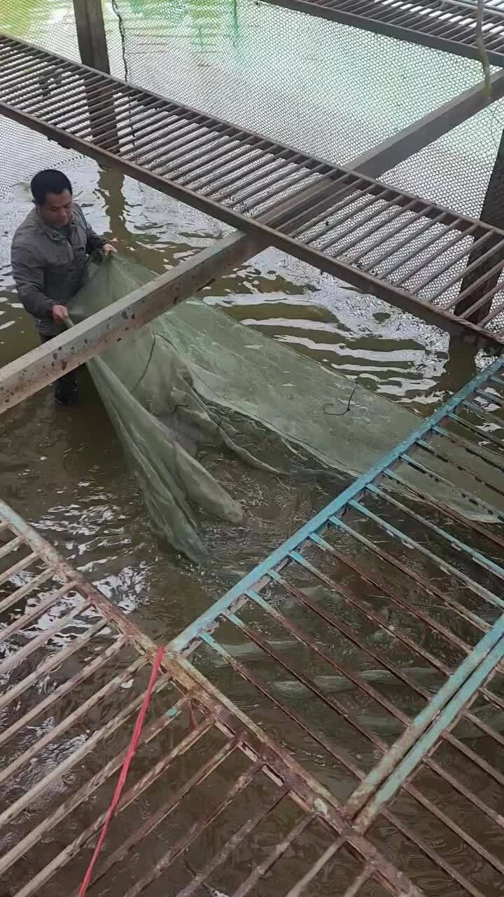 Kỹ sư IT về quê nuôi chim yến, xây trang trại 3 tầng ‘tự động hoá’ Anh Thuận cùng nhân viên kéo lưới bắt cá trong trạng trại