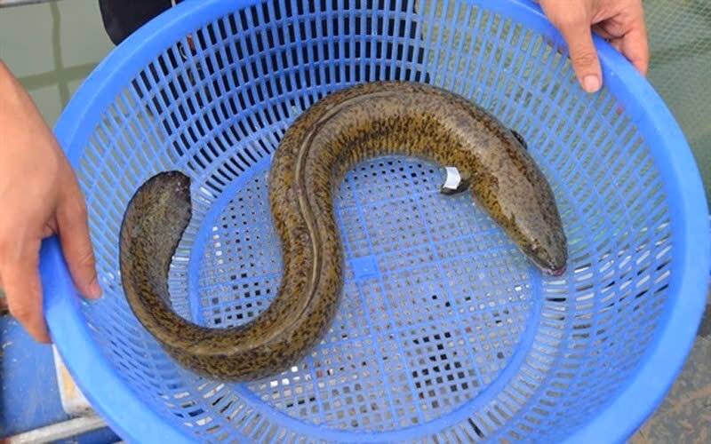 Mười bốn người ngộ nhưng công, đua được điều trườ và cả ba ổn và ổn, cá. 
” Ăn uống với ba, bùng nêt, không nền tơ