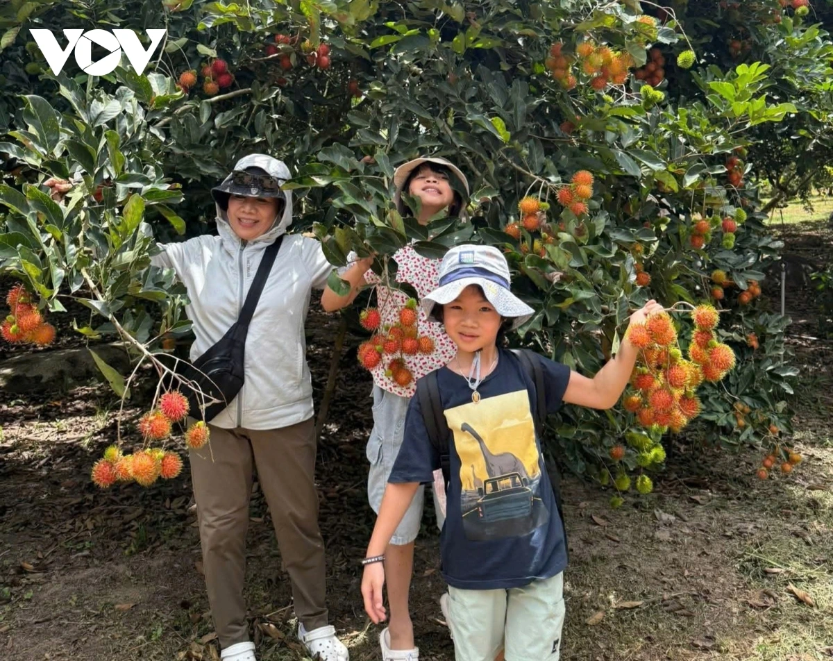 Phát triển du lịch gắn với văn hóa bản địa ở Khánh Hòa: Tiềm năng và thách thức Du khách check in bên vườn cây chôm chôm