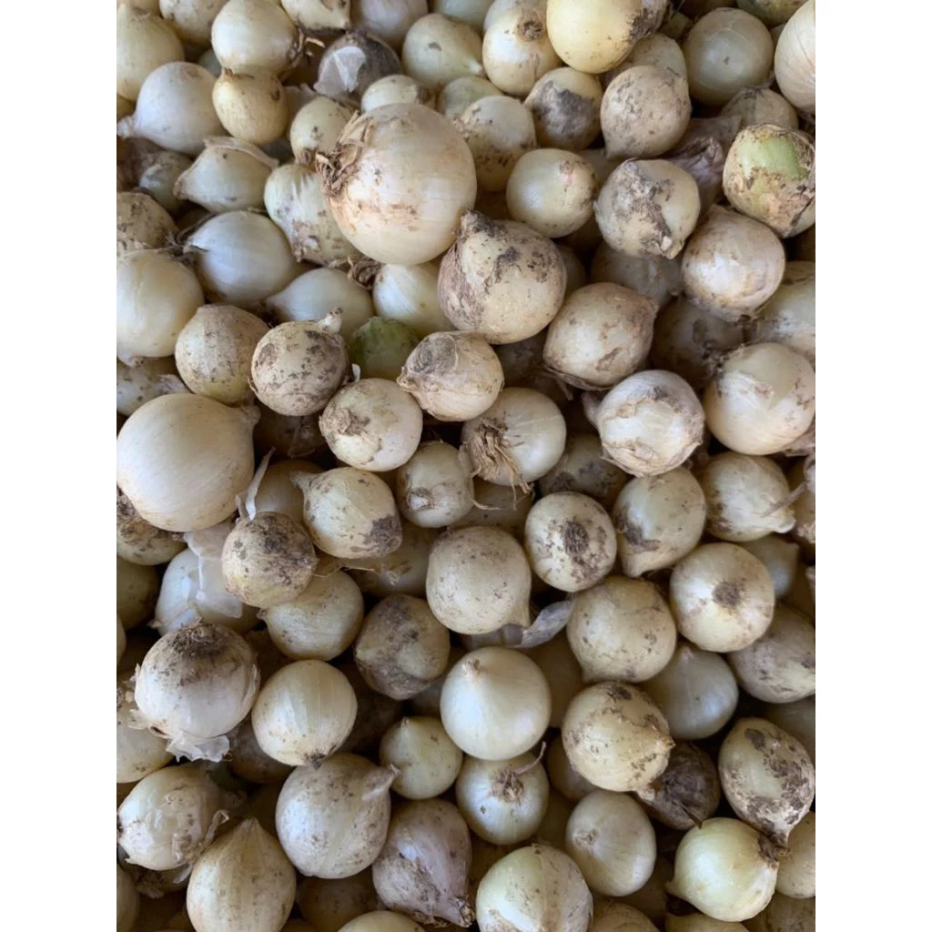 Làm sao để chọn củ nén Huế ngon, không bị đắng khi nấu ăn?