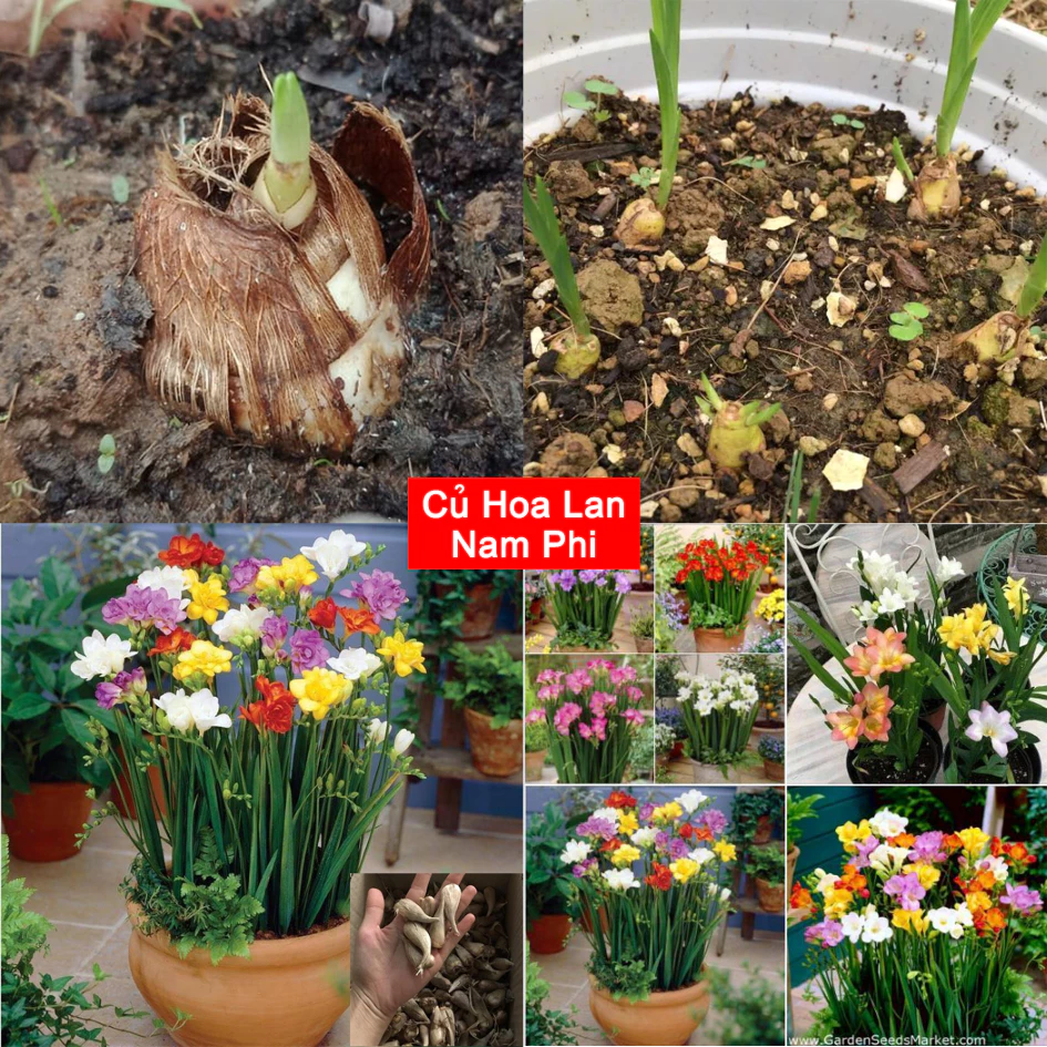 Hoa Lan Nam Phi Dễ Trồng Như Thế Nào – Câu Chuyện Của Người Mới Trồng Lan Lần Đầu