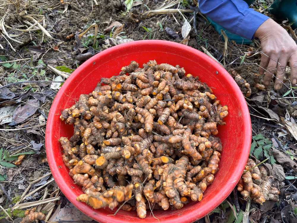 Nghệ – Cây Dân Dã Đổi Đời Thành Dược Liệu, Mang Thu Nhập Bạt Ngàn Cho Nông Dân