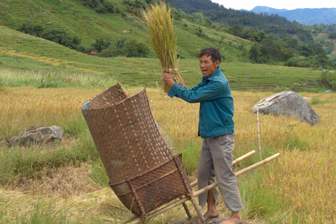Kon Tum: Mùa lúa trên núi Ngọc Linh bắt đầu từ tháng 3 Sau khi gom lúa lại một chỗ, người dân tuốt lúa bằng chiếc bồ.
