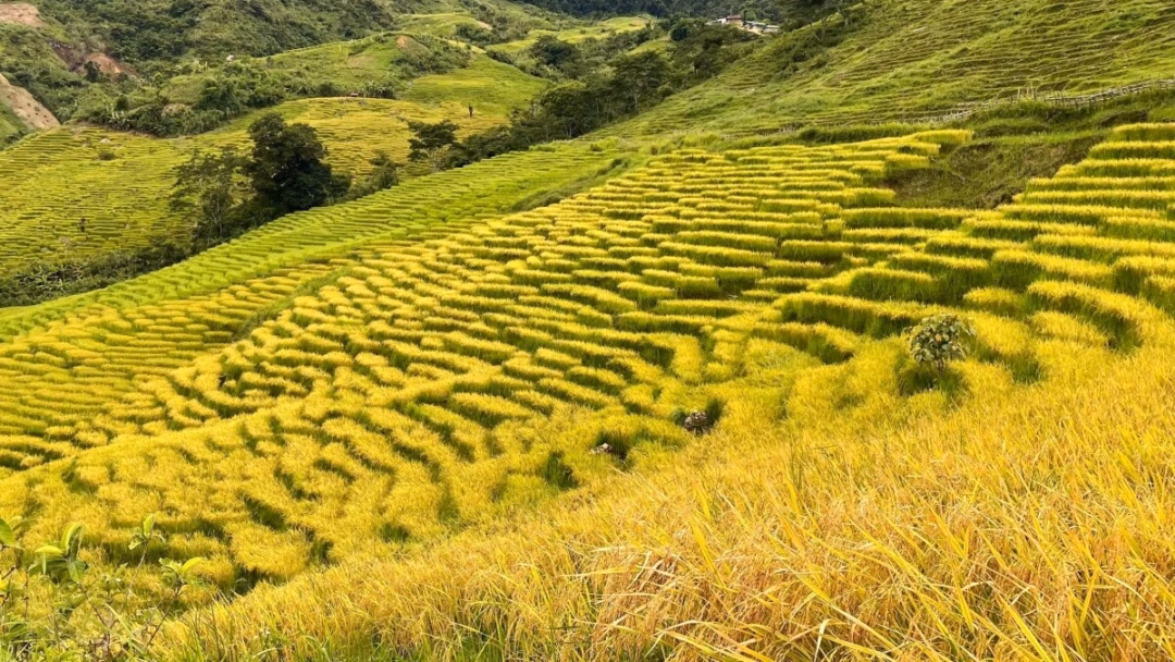 Kon Tum: Mùa lúa trên núi Ngọc Linh bắt đầu từ tháng 3