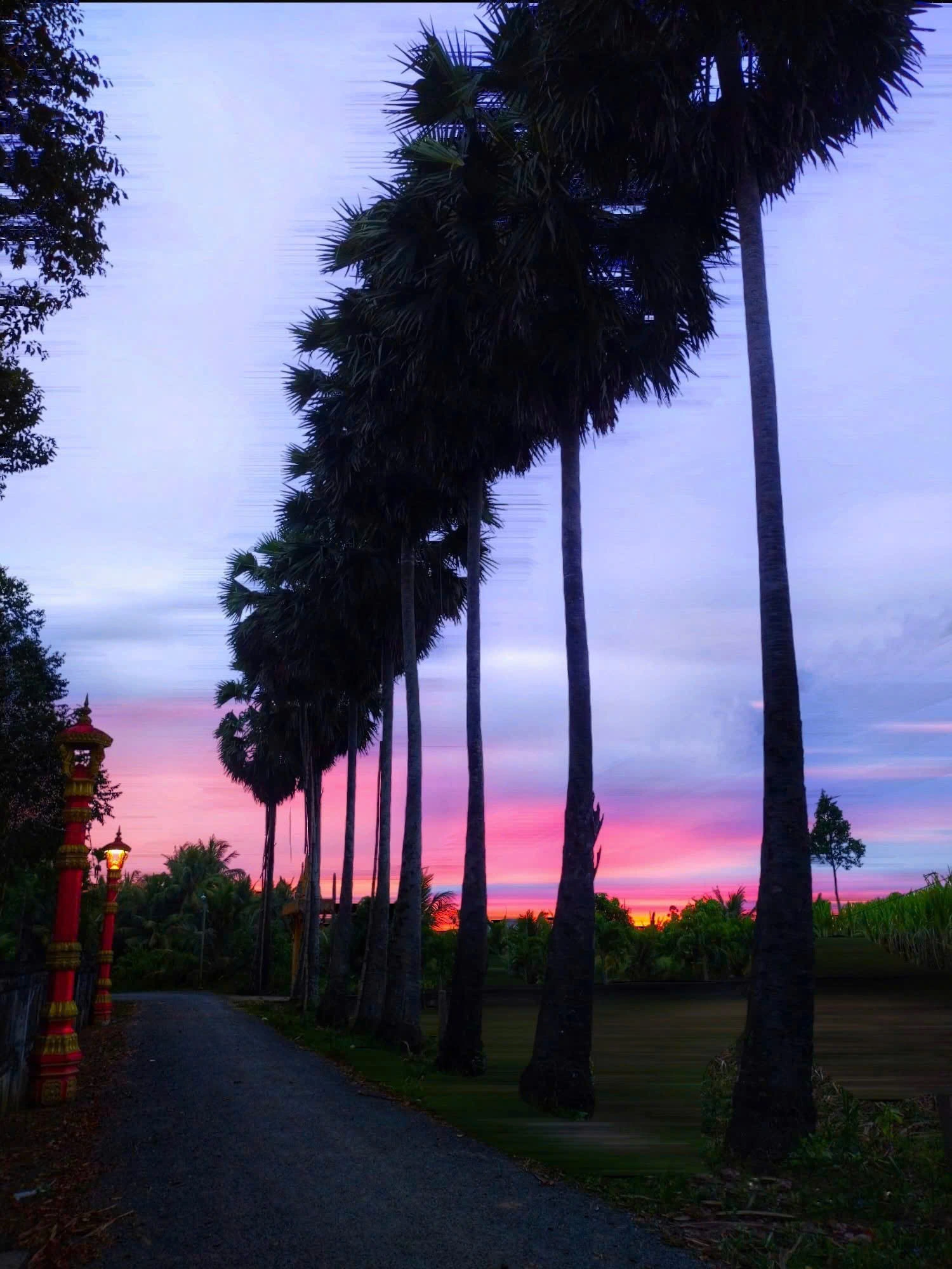Hoàng hôn bên hàng thốt nốt