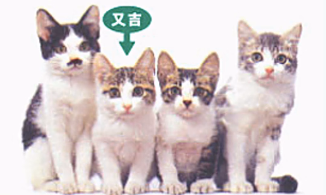 Nameneko – Biểu tượng đường phố Nhật Bản với phong cách nổi loạn đáng yêu