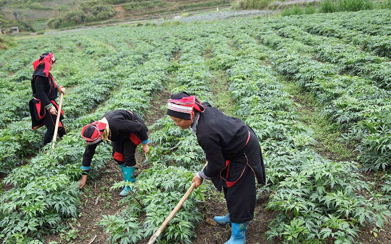 Lai Châu phát triển dược liệu quý, nâng cao thu nhập cho người dân Cây sâm được người dân xã Sì Lở Lầu trồng dưới tán rừng.