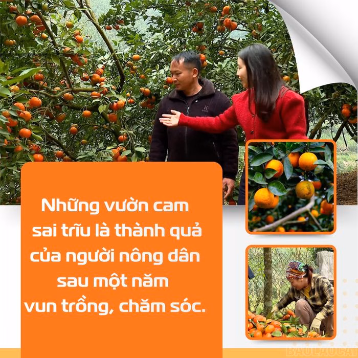 B&agrave; Nghi&ecirc;n kiểm tra vườn cam hữu cơ