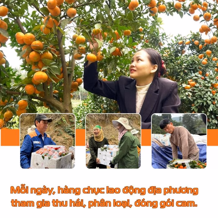 C&acirc;y cam ch&iacute;n tại Nghĩa T&acirc;m