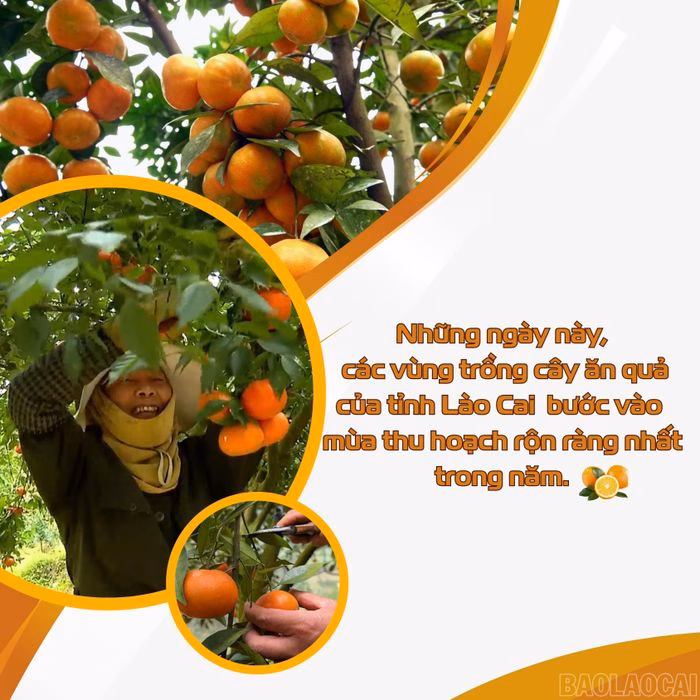 Đồi cam trĩu quả ở Lục Y&ecirc;n, L&agrave;o Cai