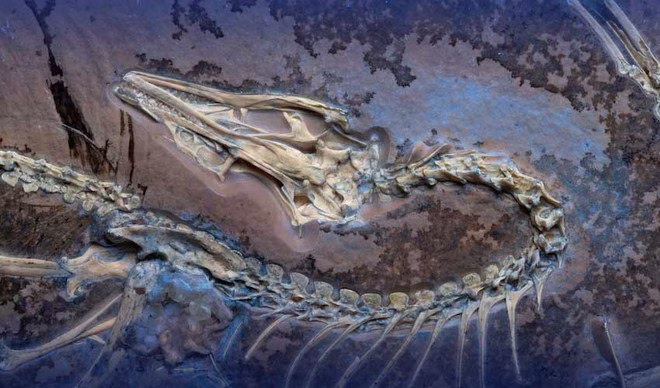 Cấu trúc xương của Chicago Archaeopteryx Cấu trúc xương của Chicago Archaeopteryx