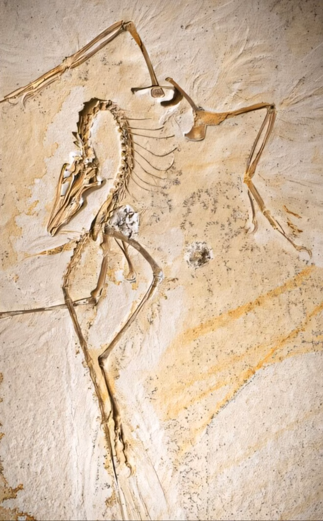 Hóa thạch điểu long Chicago Archaeopteryx Hóa thạch điểu long Chicago Archaeopteryx