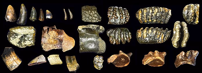 Hài cốt Homo erectus Hài cốt Homo erectus dưới đáy biển Indonesia
