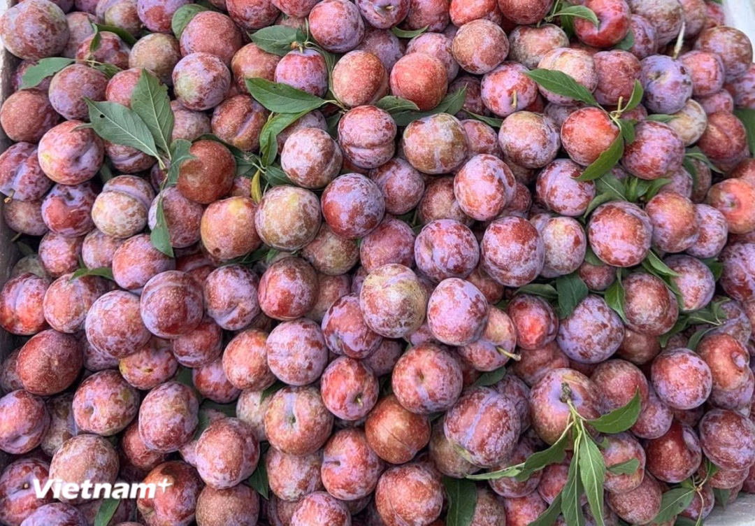 Mận Hà Nội Mận Hà Nội
