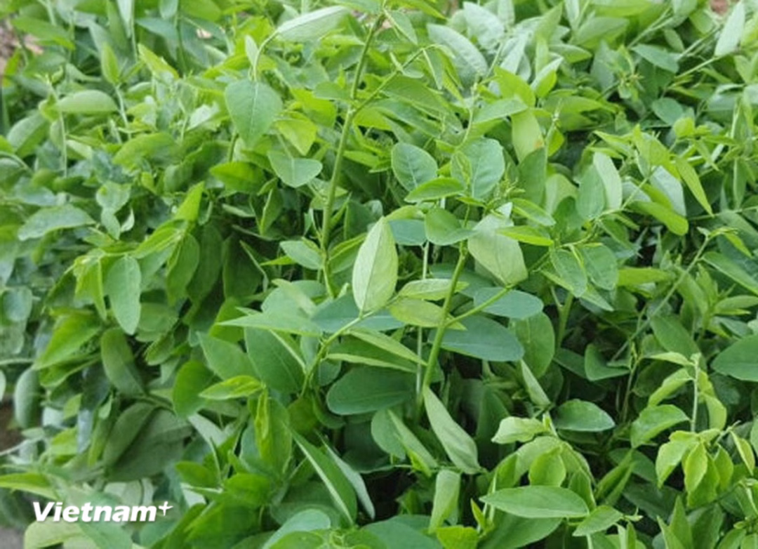 Canh rau ngót tôm thịt