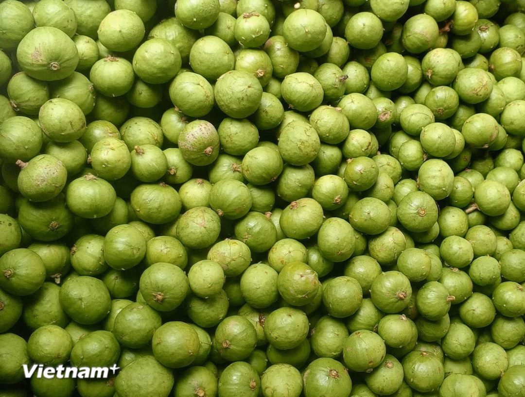 Sấu Sấu