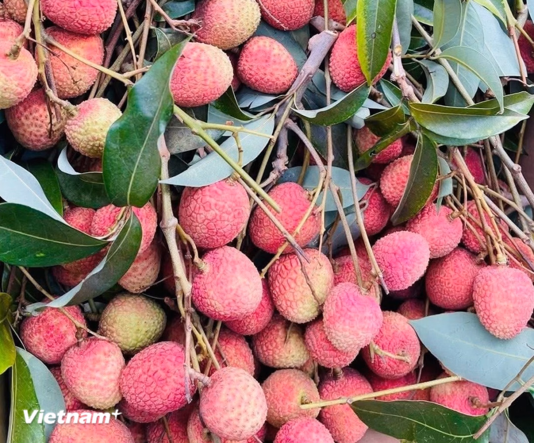 Vải thiều Vải thiều