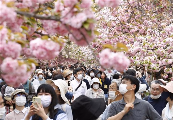 Du khách đổ về ngắm hoa anh đào tại Osaka, Nhật Bản Du khách đổ về ngắm hoa anh đào tại Osaka, Nhật Bản