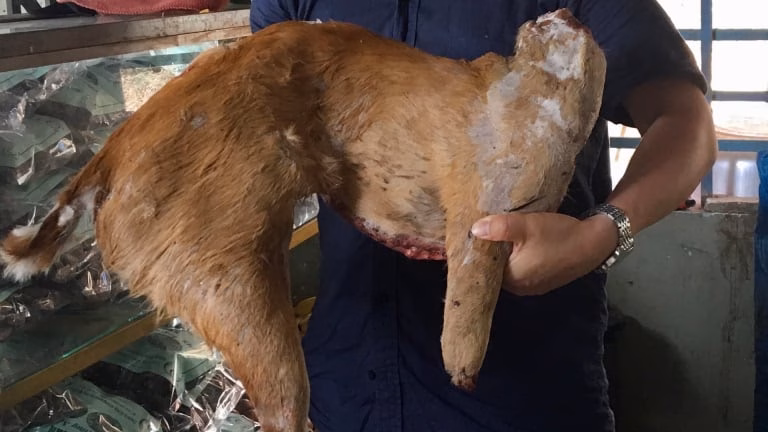 Từ vụ nông dân lĩnh án 6 năm tù vì buôn bán gà lôi trắng: Cảnh báo vướng vào lao lý vì 'đụng đến sách đỏ'