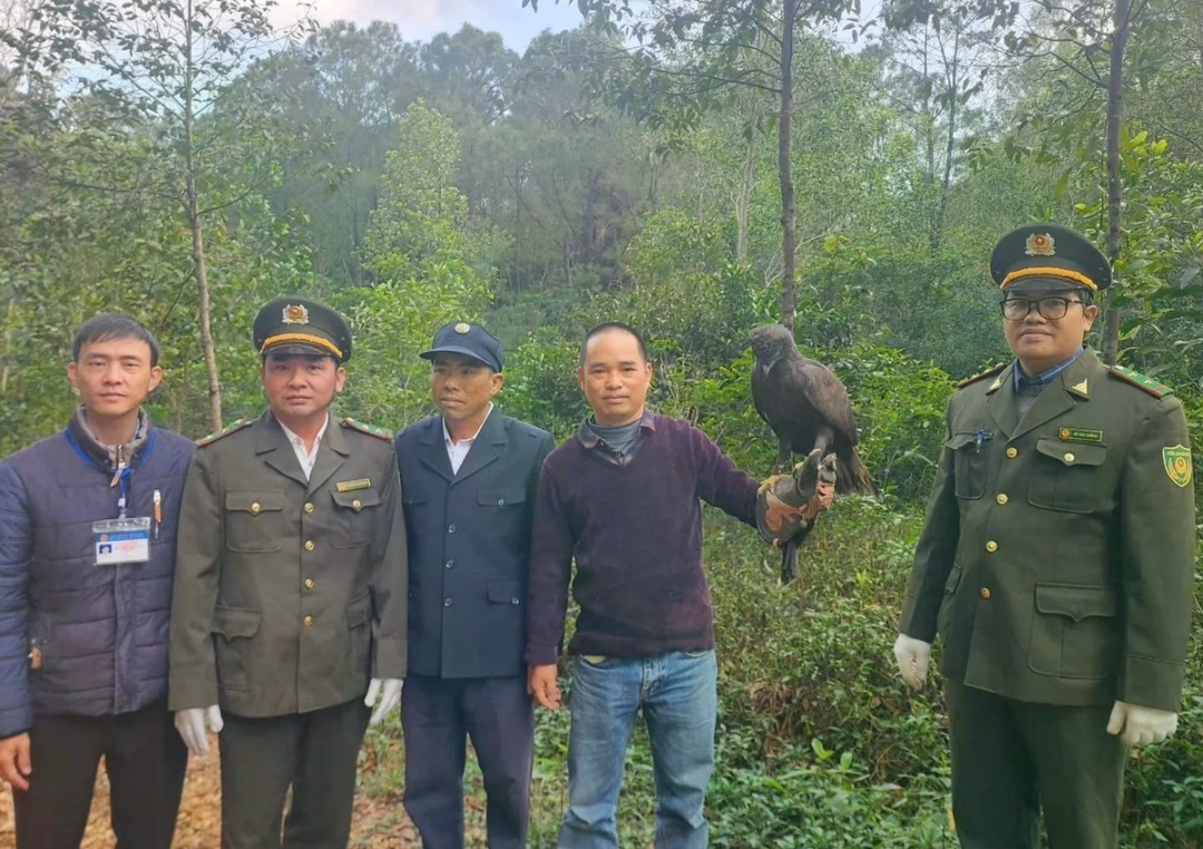 Đại b&agrave;ng đen đang được thả v&agrave;o rừng tại Huế