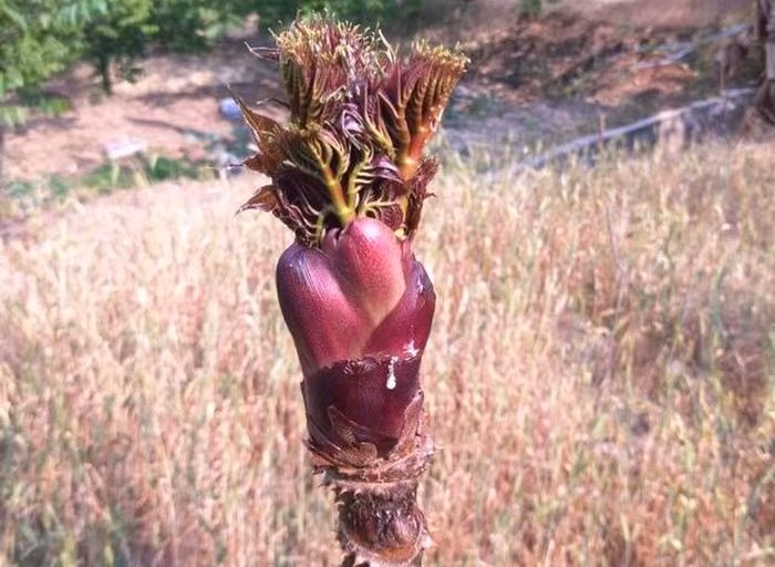 Nụ rồng gai ở c&aacute;c tỉnh miền n&uacute;i Bắc Việt