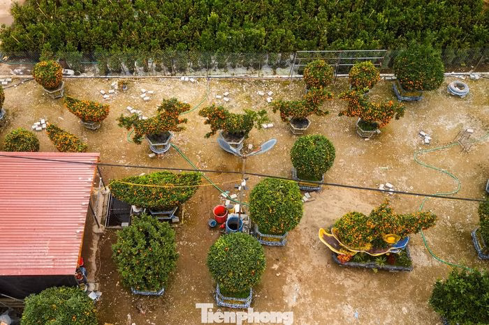 Văn Giang &ndash; vựa hoa, c&acirc;y cảnh lớn của miền Bắc