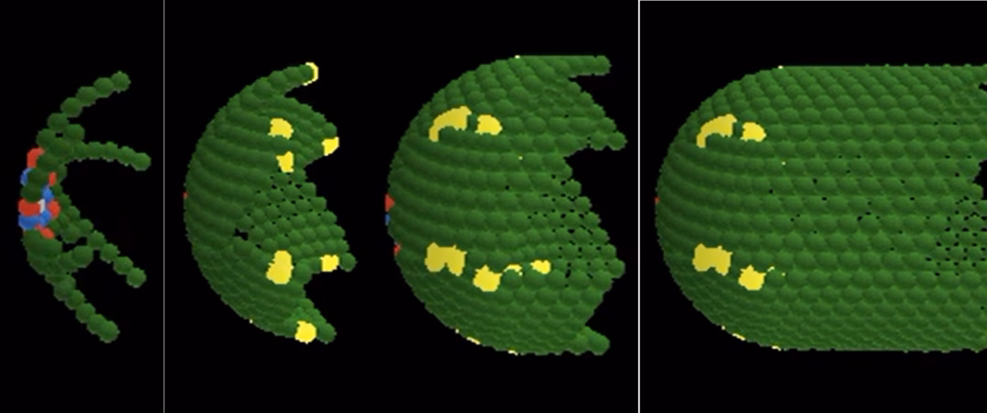 Phát hiện 5 quy tắc cơ bản chi phối cấu trúc và hành vi của tế bào trong cơ thể Computer-generated image showing how cells in the human colon renew and organize over time, based on mathematical modeling.
