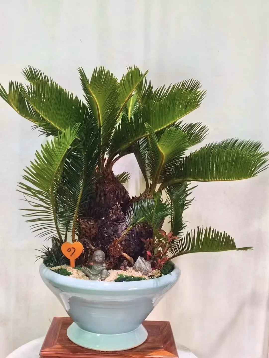6 Loại Cây Cảnh Trường Thọ Được Ưa Chuộng Của Người Sành Cây 6 loại cây cảnh trường thọ người giàu hay trồng: Có cây sống 200 năm, hoa vẫn nở sau khi chủ nhân mất- Ảnh 3.