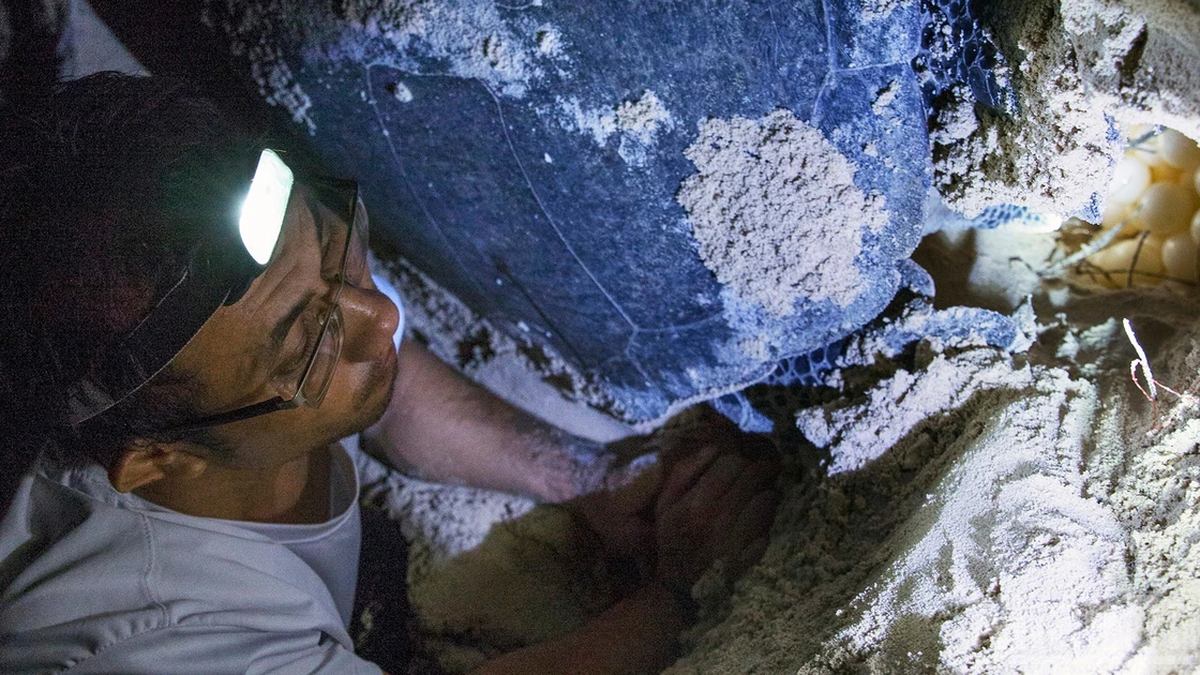 [Ảnh] Những người đỡ đẻ cho rùa biển