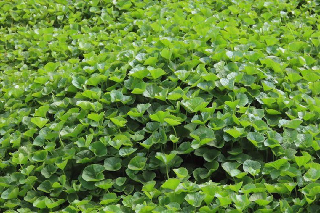 5 loại rau xanh tốt cho gan, giảm viêm và thải độc hiệu quả Rau má giúp mát gan, giải độc (Ảnh: Getty).