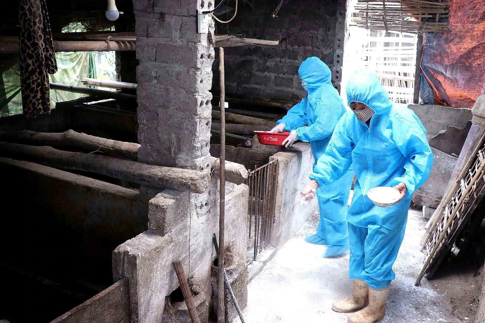 Dịch tả lợn châu Phi: Cần tăng cường giám sát để người dân không ‘giấu’ dịch Ban Chỉ đạo phòng, chống dịch xã Thung Nai (Phú Thọ) hướng dẫn người dân rắc vôi bột để khử trùng chuồng trại