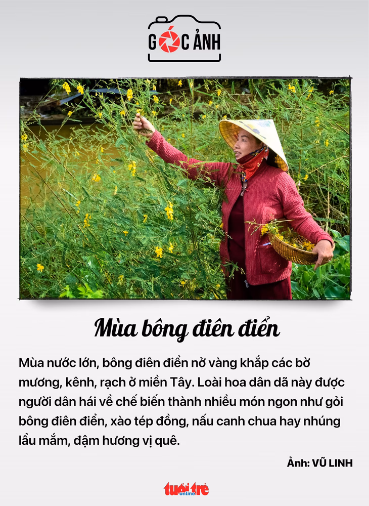 Mùa bông điên điển - Ảnh: VŨ LINH